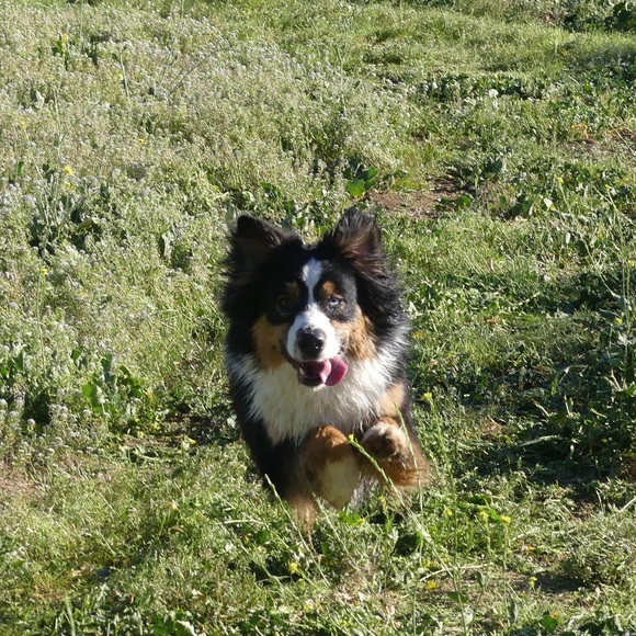 Meet your Posher, Morgan - Picture 1 of 1